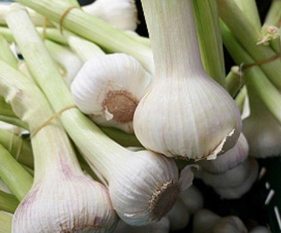 FRESH GARLIC : -3℃-0℃ REEFER SHIPMENT